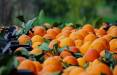 پرتغال,عرضه پرتقال‌های آلوده با نرخ‌های نجومی