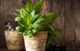 گیاه آپارتمانی,ابداع نوعی گیاه آپارتمانی دستکاری شده با توانایی تصفیه هوا
