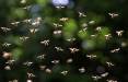 زنبور,تغییر شرایط آب و هوایی با ازدحام دسته‌های انبوه از زنبورها