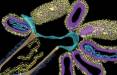 آنفولانزا,کشف نوعی ویروس آنفلوانزای هیبریدی جدید
