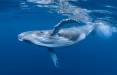 نهنگ,جذب روزانه ۱۰ میلیون قطعه میکروپلاستیک توسط نهنگ‌ها