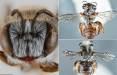 زنبور,کشف یک گونه زنبور با بینی بزرگ