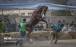 تصاویر جشنواره زیبایی اسب ترکمن,عکس های اسب ترکمن,تصاویری از اسب ترکمن