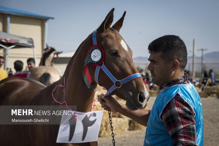 تصاویر جشنواره زیبایی اسب ترکمن,عکس های اسب ترکمن,تصاویری از اسب ترکمن
