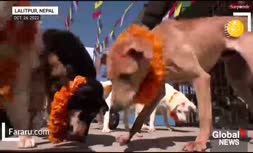 فیلم/ جشنواره قدردانی از سگ‌ها در نپال