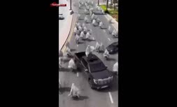 ویدئو عجیب از برگزاری جشن هالووین در خیابان‌های دبی