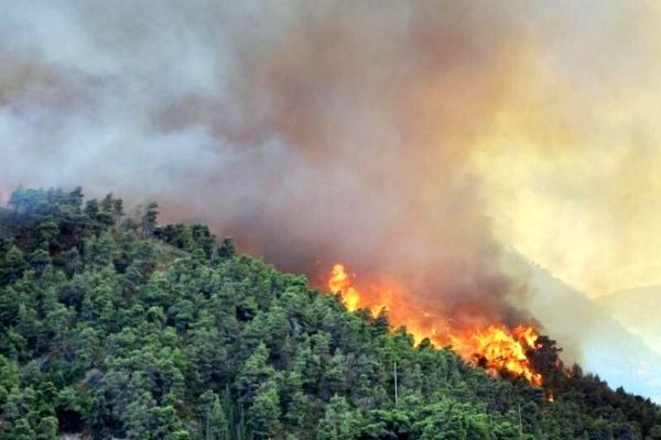 آتش سوزی جنگل هیرکانی, همه بخش های جنگل های هیرکانی در ثبت یونسکو