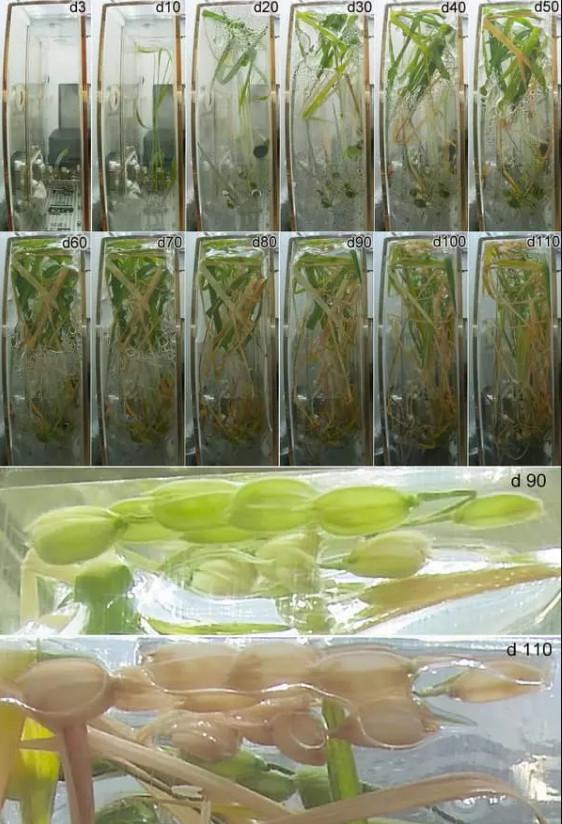 گیاهان کاشته شده در فضا,آنالیز گیاهان کاشته شده در فضا توسط چینی ها