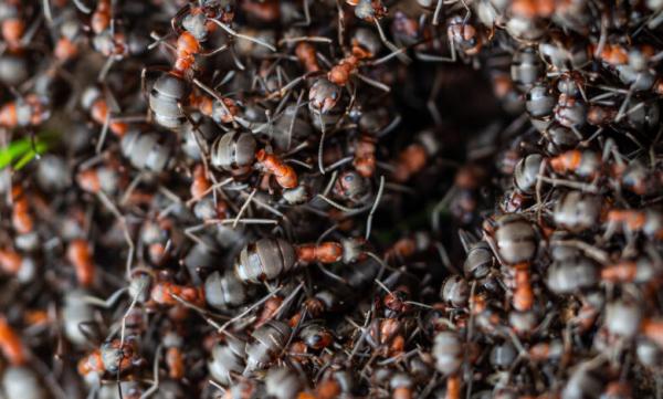 مورچه,تعداد مورچه های کره زمین