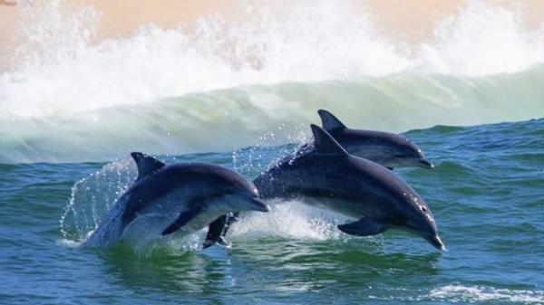 دلفین‌,ابتلای دلفین‌ به آلزایمر