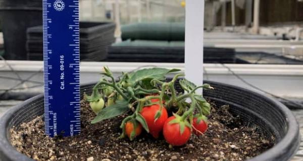 پرورش گوجه در فضا,پرورش گوجه فرنگی در ایستگاه فضایی بین المللی
