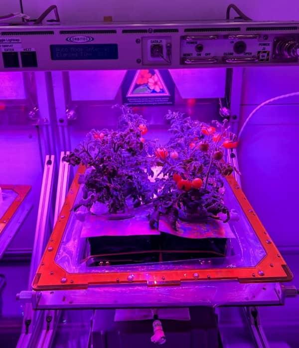 پرورش گوجه در فضا,پرورش گوجه فرنگی در ایستگاه فضایی بین المللی