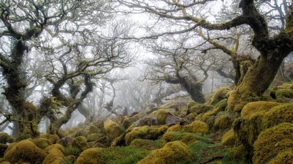 جنگل جیغ,یکی از عجایب خوفناک طبیعی دردنیا