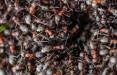 مورچه,تعداد مورچه های کره زمین