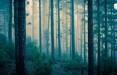جنگل جیغ,یکی از عجایب خوفناک طبیعی دردنیا