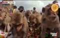 فیلم/ چهار هزار میمون‌ گرسنه در جشنواره «بوفه میمون»