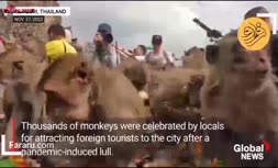 فیلم/ چهار هزار میمون‌ گرسنه در جشنواره «بوفه میمون»