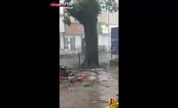 فیلم/ لحظه ترسناک کنده‌ شدن درخت از زمین با قدرت باد