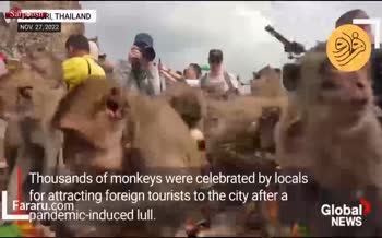 فیلم/ چهار هزار میمون‌ گرسنه در جشنواره «بوفه میمون»