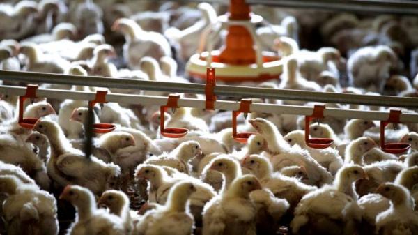 آخرین وضعیت بازار مرغ,ه قیمت تمام شده هر کیلو مرغ زنده