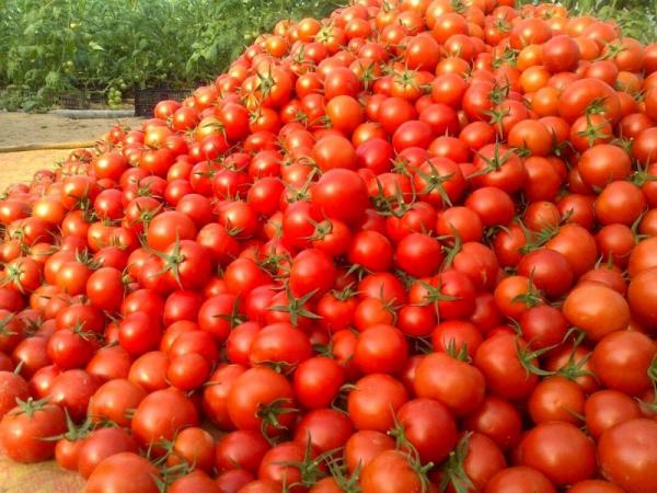 گوجه فرنگی,افزایش قیمت گوجه فرنگی