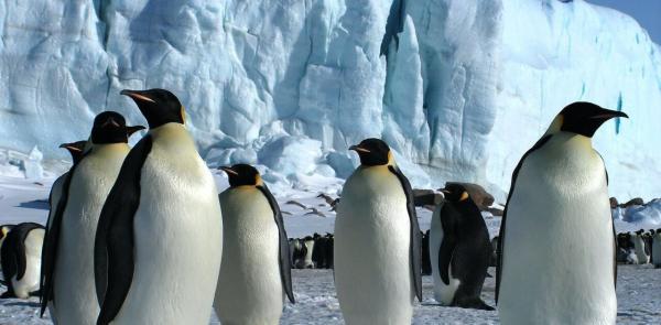 پنگوئن‌,انقراض پنگوئن‌ های امپراتور قطب جنوب