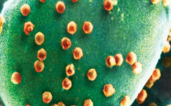 موجود ویروس خوار,کشف اولین موجود ویروس‌خوار جهان