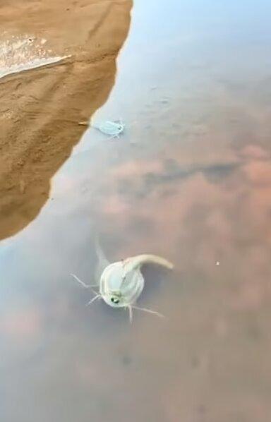 کشف فسیل, ایالت آریزونا