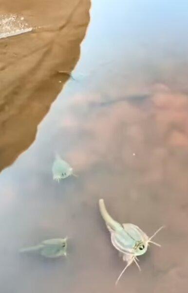 کشف فسیل, ایالت آریزونا