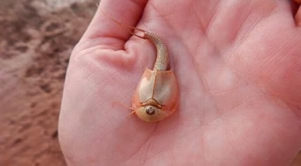 کشف فسیل, ایالت آریزونا