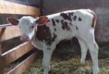گاو,زایمان نخستین گاو تکثیر شده ژنتیکی