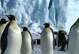 پنگوئن‌,انقراض پنگوئن‌ های امپراتور قطب جنوب