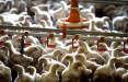 آخرین وضعیت بازار مرغ,ه قیمت تمام شده هر کیلو مرغ زنده