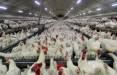 جمع‌آوری مرغ مازاد تولیدکننده‌ها,قیمت مرغ