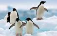 پنگوئن‌,خودآگاهی پنگوئن‌