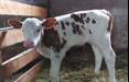 گاو,زایمان نخستین گاو تکثیر شده ژنتیکی