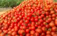 گوجه فرنگی,افزایش قیمت گوجه فرنگی