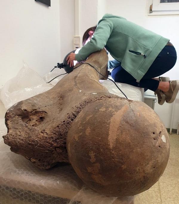 استخوان فیل,راز استخوان‌های غول‌آسای ۱۲۵ هزار ساله