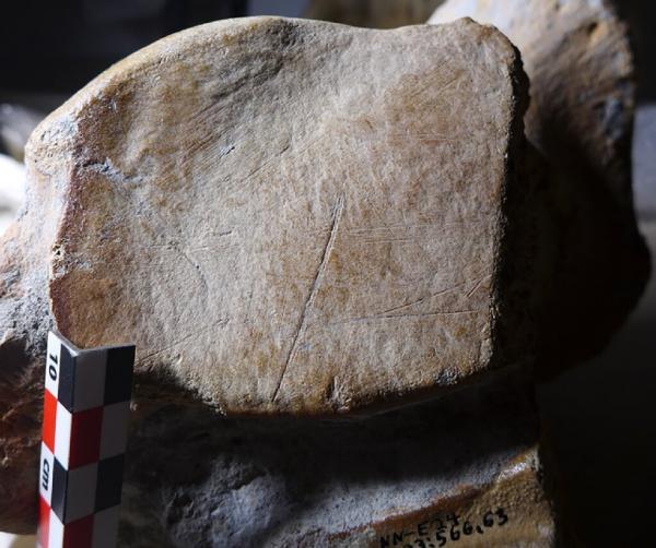 استخوان فیل,راز استخوان‌های غول‌آسای ۱۲۵ هزار ساله