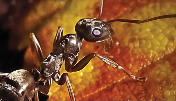 سرطان,تشخیص سرطان به کمک مورچه‌ها