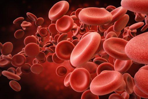 رگ های لنفاوی,تولید گلبول های قرمز و سفید خونی توسط رگ های لنفاوی