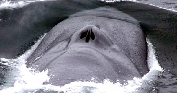 نهنگ, بزرگ‌ترین حیوان روی سیاره زمین