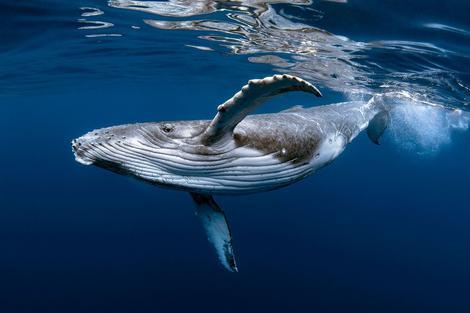 نهنگ, بزرگ‌ترین حیوان روی سیاره زمین