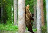 خرس,دلیل مالش خرس ها به درختان