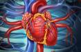 کمک سلامت قلب به کاهش خطر سکته مغزی در میانسالی,قلب