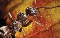 سرطان,تشخیص سرطان به کمک مورچه‌ها
