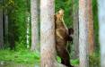 خرس,دلیل مالش خرس ها به درختان