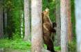 خرس, مالیدن خرس ها به درخت