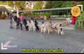 فیلم/ ۱۴ سگ؛ رکوردشکنی ایستادن تعداد سگ‌ها در یک صف