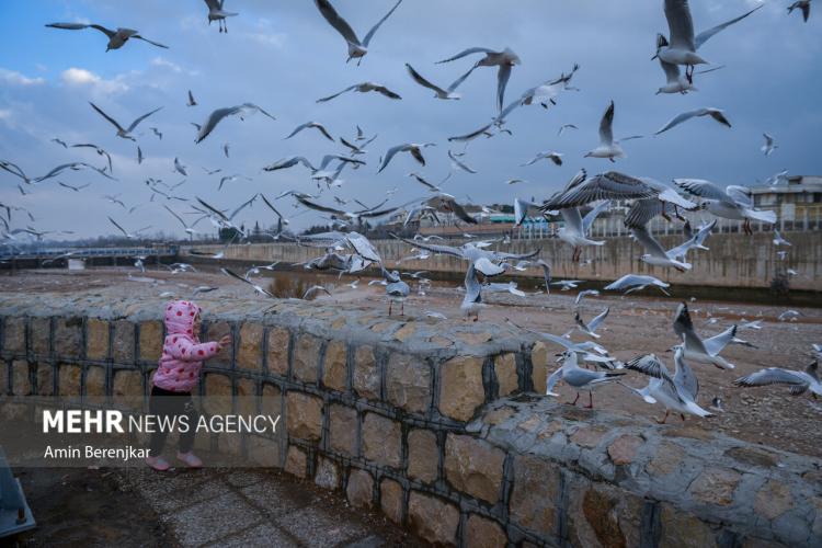 تصاویر مرغان دریایی میهمان زمستانی شیراز,عکس های مرغان دریایی,تصاویری از مرغان دریایی در شیراز